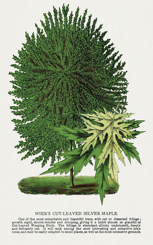 Wier's Cut Leaved Silver Maple tree lithograph.  Digitally enhanced from our own original 1900 edition plates of Botanical…