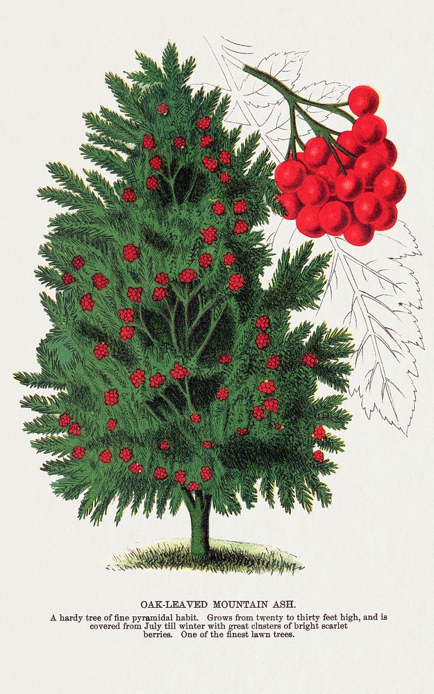 Mountain Ash tree lithograph.  Digitally enhanced from our own original 1900 edition plates of Botanical Specimen published…