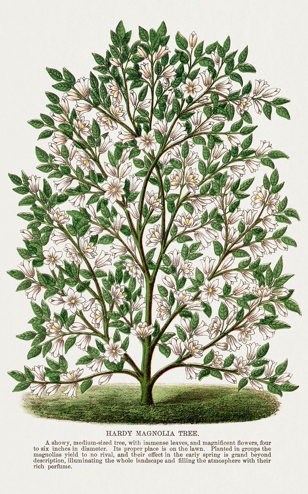 Hardy Magnolia tree lithograph.  Digitally enhanced from our own original 1900 edition plates of Botanical Specimen…