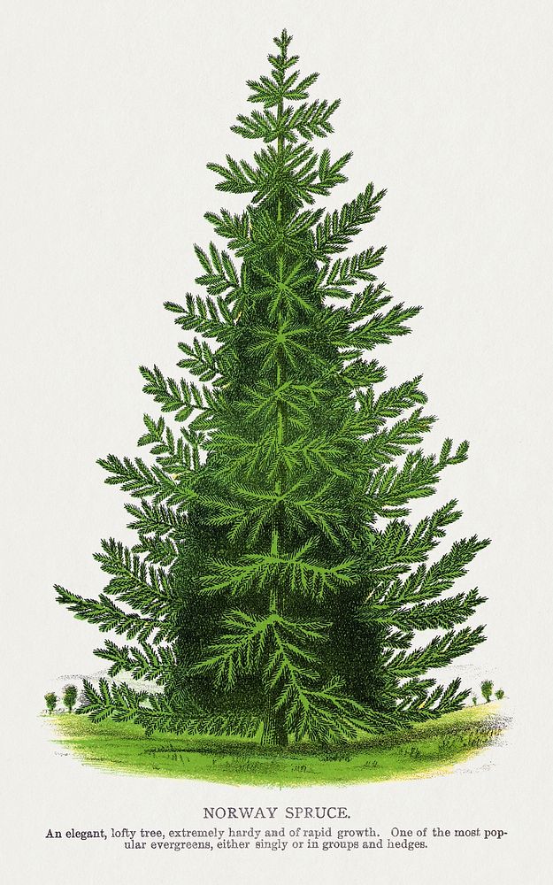 Norway Spruce tree lithograph from Botanical Specimen published by Rochester Lithographing and Printing Company. Digitally…