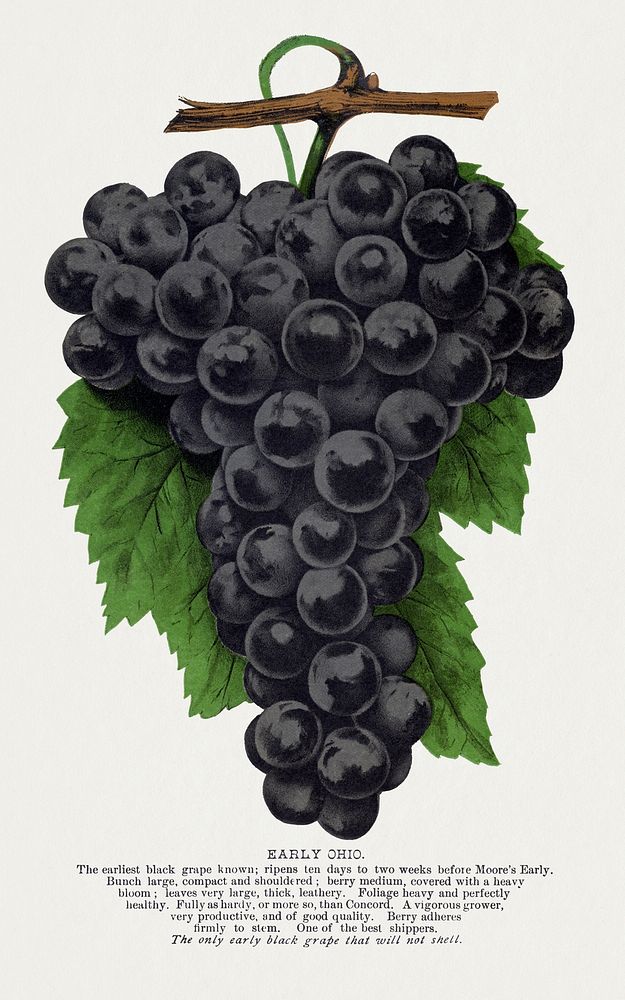 Early Ohio grape lithograph.  Digitally enhanced from our own original 1900 edition plates of Botanical Specimen published…
