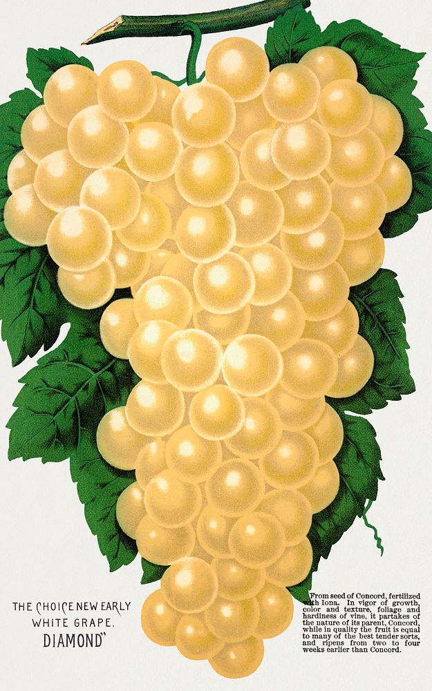 Diamond White Grape lithograph from Botanical Specimen published by Rochester Lithographing and Printing Company. Digitally…