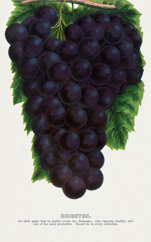 Brighton grape lithograph.  Digitally enhanced from our own original 1900 edition plates of Botanical Specimen published by…