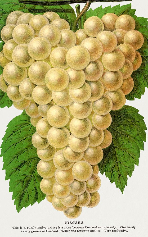 Niagara Grape lithograph from Botanical Specimen published by Rochester Lithographing and Printing Company. Digitally…