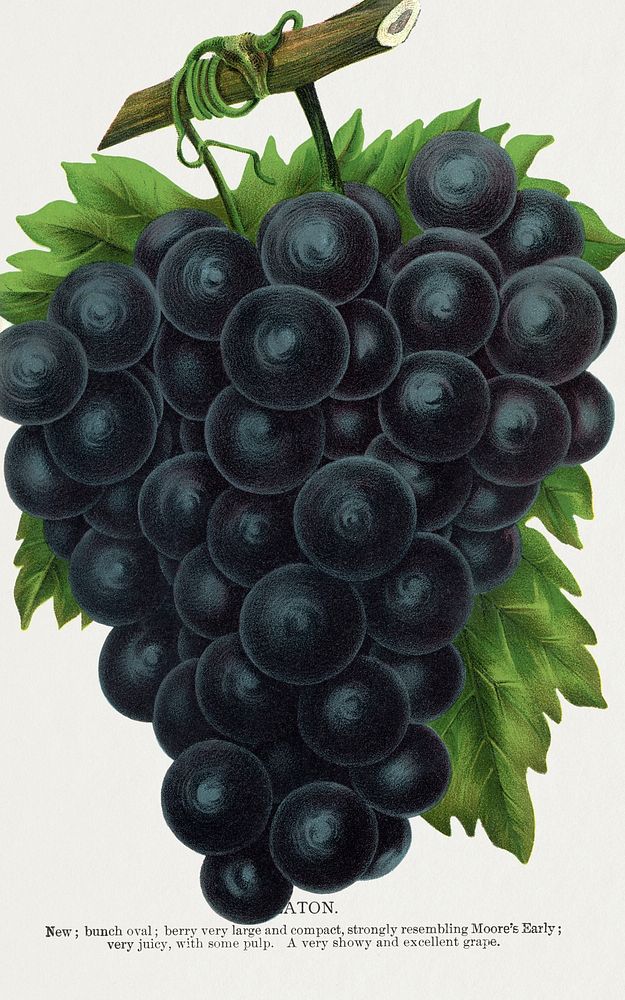 Grape lithograph from Botanical Specimen published by Rochester Lithographing and Printing Company. Digitally enhanced from…
