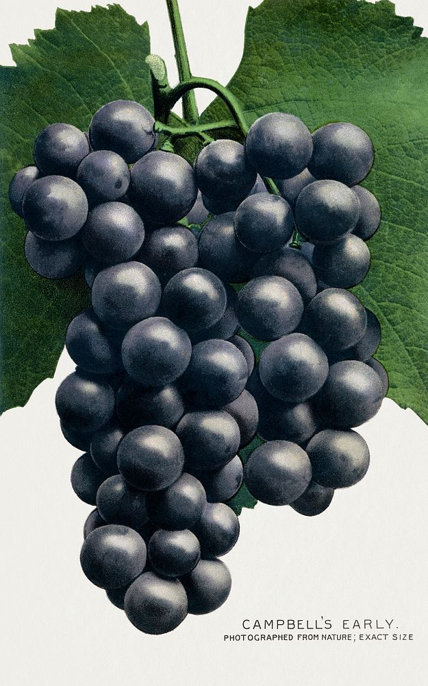 Campbell's Early Grape lithograph from Botanical Specimen published by Rochester Lithographing and Printing Company.…