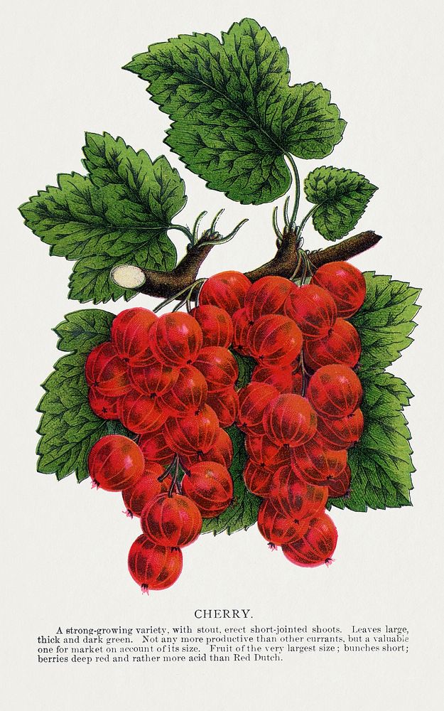 Cherry Currants lithograph.  Digitally enhanced from our own original 1900 edition plates of Botanical Specimen published by…