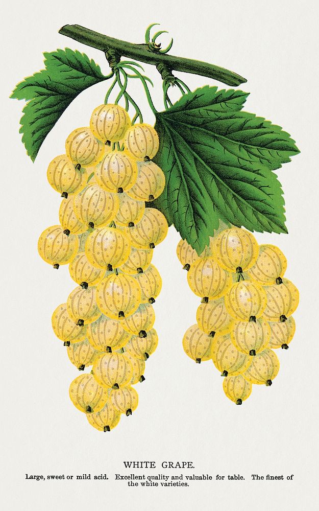 White grape lithograph.  Digitally enhanced from our own original 1900 edition plates of Botanical Specimen published by…