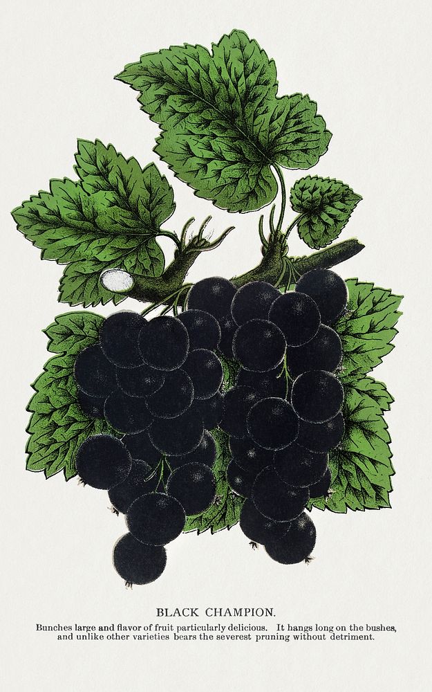 Black Champion Currants lithograph.  Digitally enhanced from our own original 1900 edition plates of Botanical Specimen…