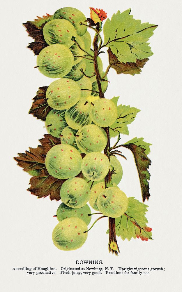 Dowing Gooseberry lithograph.  Digitally enhanced from our own original 1900 edition plates of Botanical Specimen published…