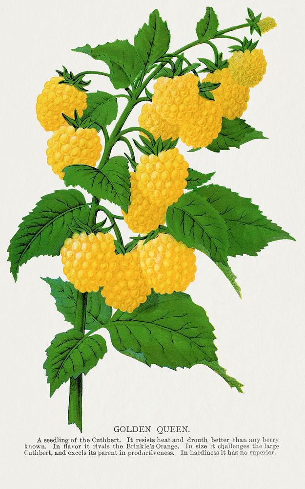 Golden queen raspberry lithograph.  Digitally enhanced from our own original 1900 edition plates of Botanical Specimen…