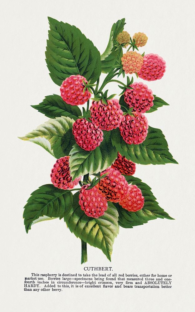 Cuthbert raspberry lithograph.  Digitally enhanced from our own original 1900 edition plates of Botanical Specimen published…