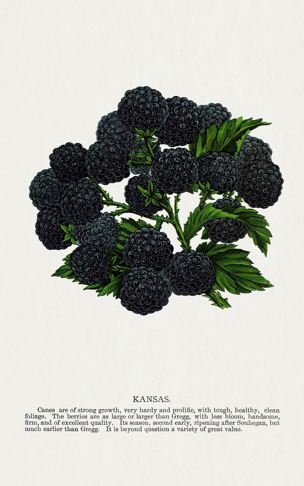Kansas Blackberry lithograph.  Digitally enhanced from our own original 1900 edition plates of Botanical Specimen published…