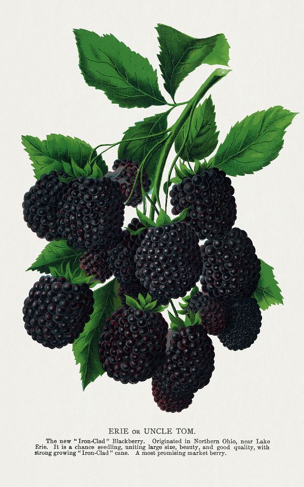 Erie Blackberry lithograph.  Digitally enhanced from our own original 1900 edition plates of Botanical Specimen published by…