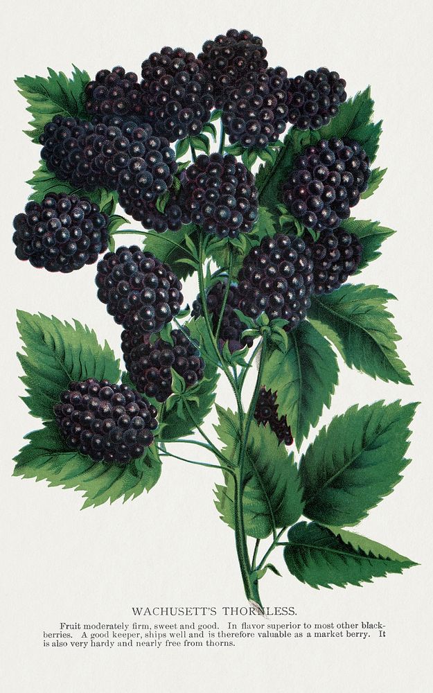 Wachusetts Thornless blackberry lithograph.  Digitally enhanced from our own original 1900 edition plates of Botanical…