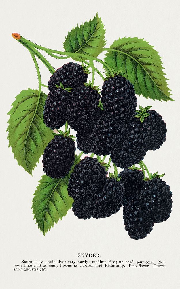 Snyder Blackberry lithograph from Botanical Specimen published by Rochester Lithographing and Printing Company. Digitally…