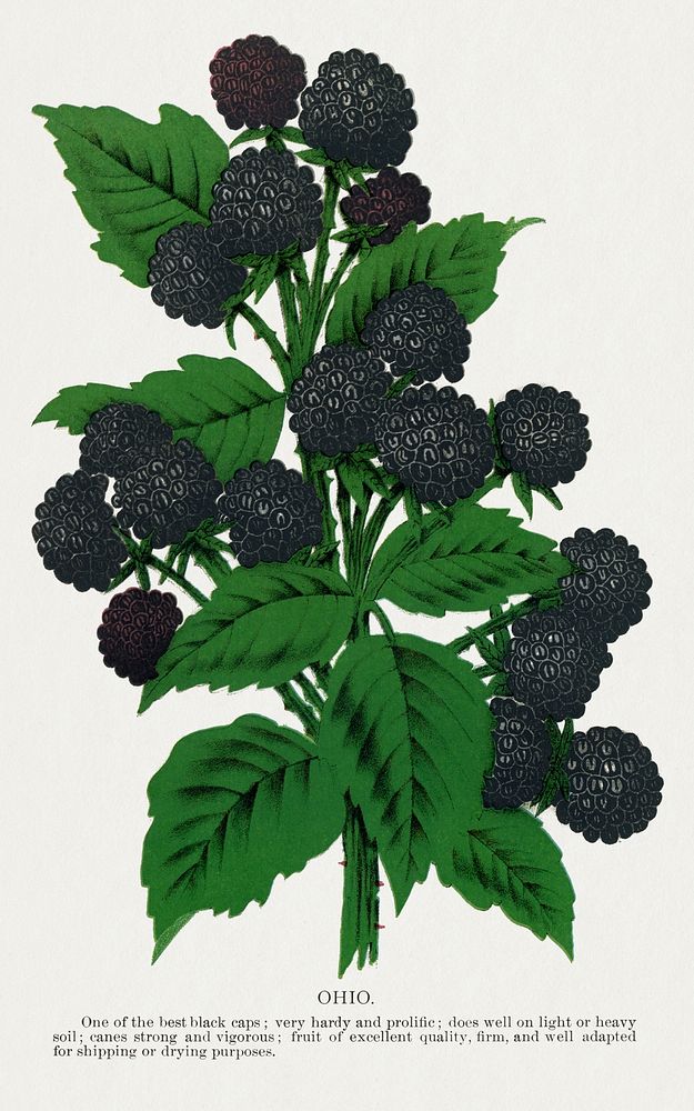 Ohio black raspberry lithograph.  Digitally enhanced from our own original 1900 edition plates of Botanical Specimen…