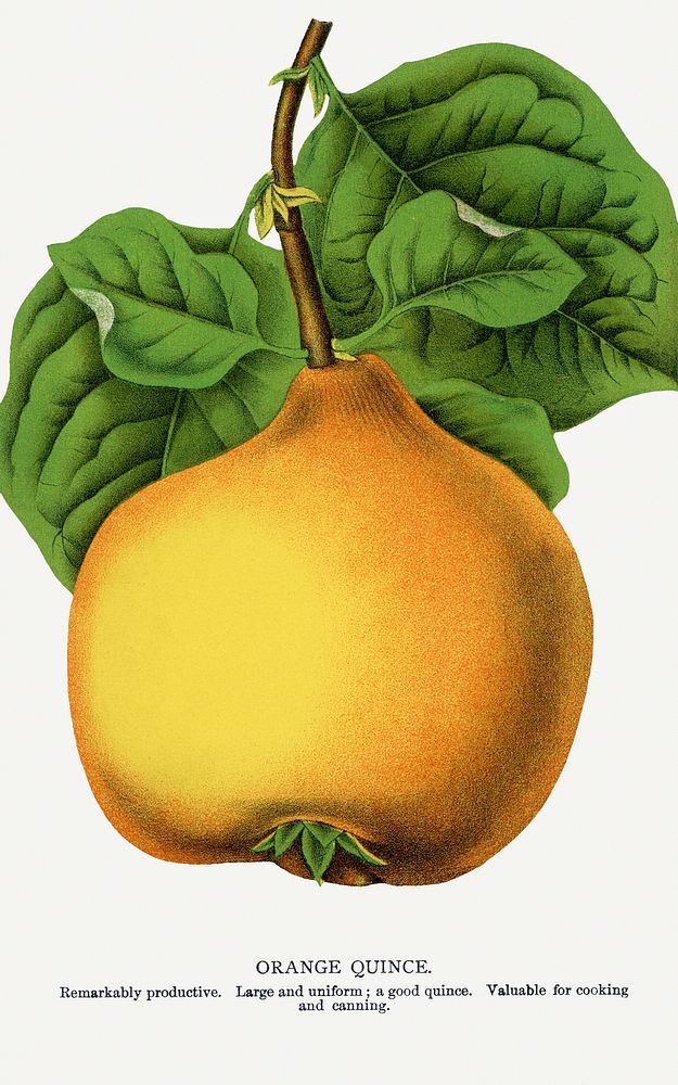 Orange quince lithograph.  Digitally enhanced from our own original 1900 edition plates of Botanical Specimen published by…