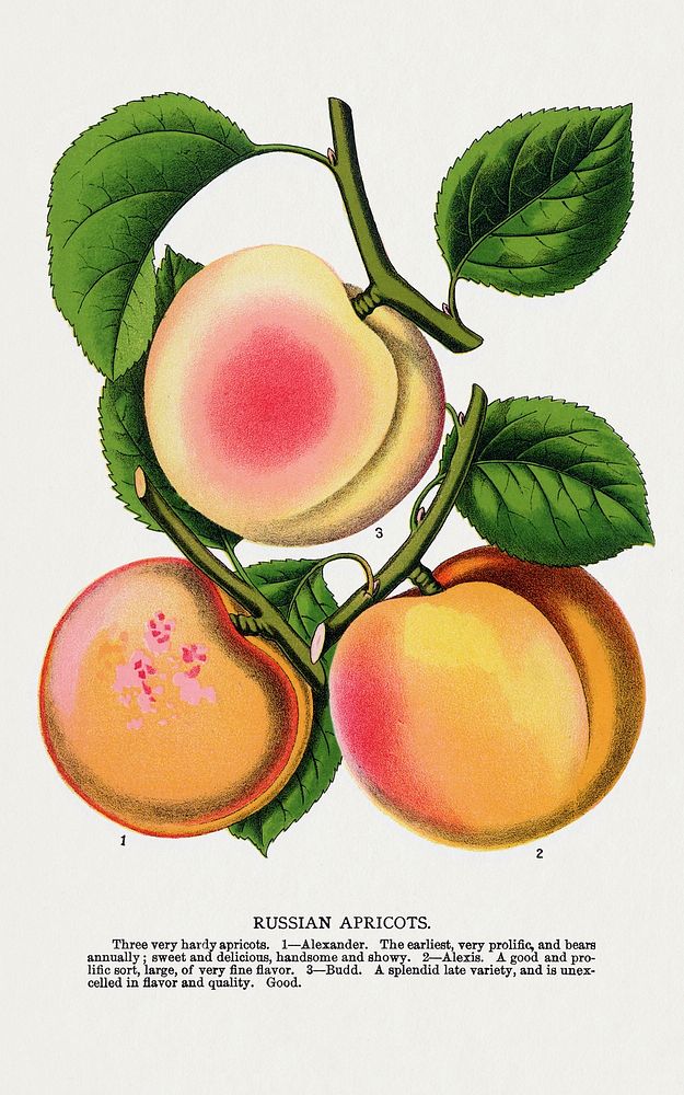 Russian apricots lithograph.  Digitally enhanced from our own original 1900 edition plates of Botanical Specimen published…