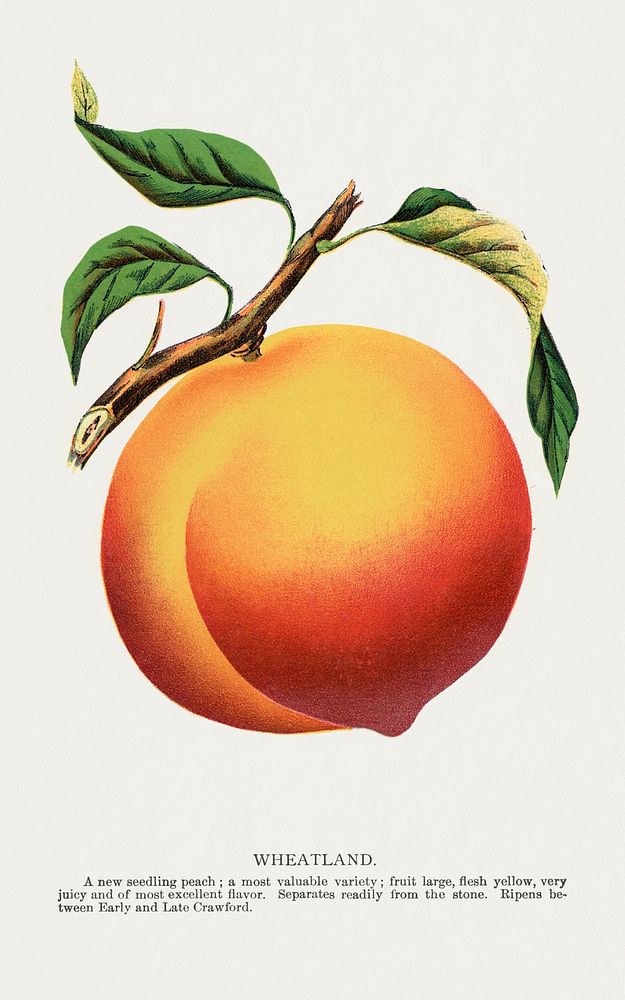 Wheatland peach lithograph.  Digitally enhanced from our own original 1900 edition plates of Botanical Specimen published by…