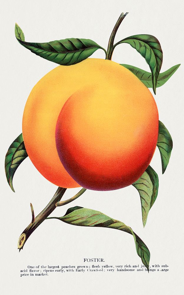 Foster peach lithograph.  Digitally enhanced from our own original 1900 edition plates of Botanical Specimen published by…