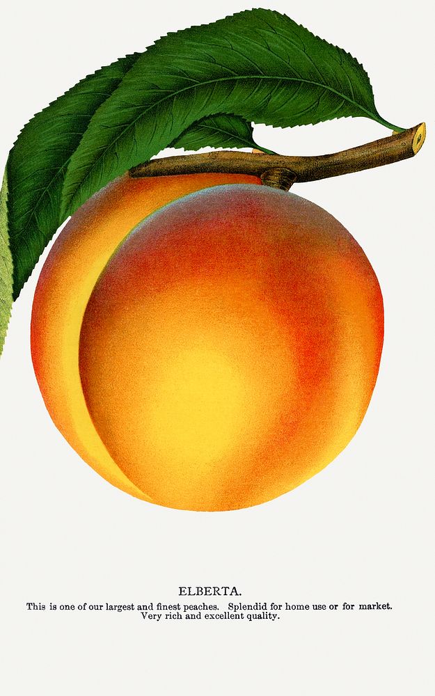 Elberta peach lithograph.  Digitally enhanced from our own original 1900 edition plates of Botanical Specimen published by…