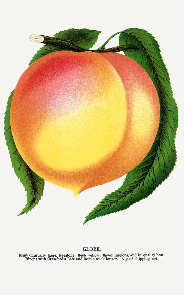 Globe peach lithograph.  Digitally enhanced from our own original 1900 edition plates of Botanical Specimen published by…