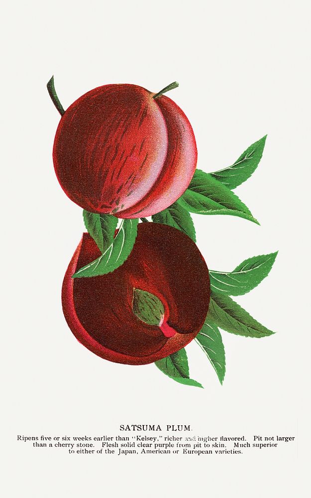 Satsuma plum lithograph.  Digitally enhanced from our own original 1900 edition plates of Botanical Specimen published by…
