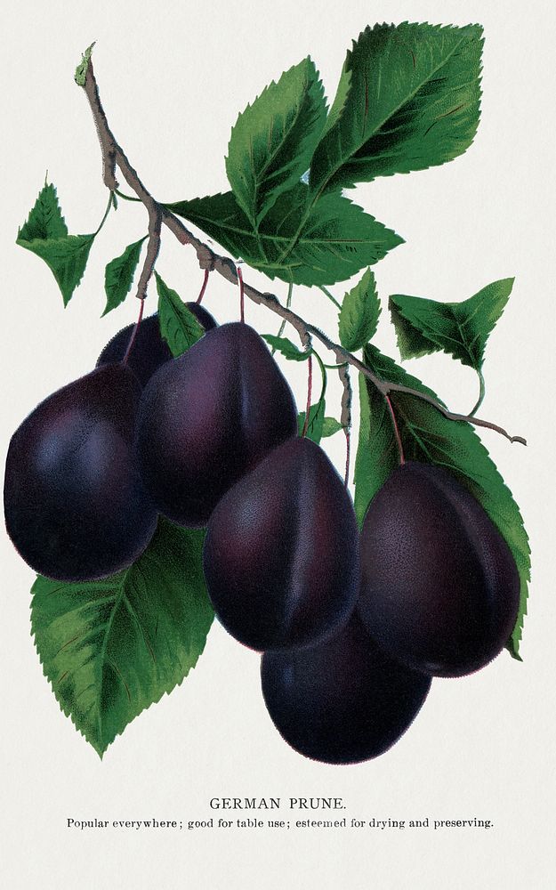German Prune lithograph.  Digitally enhanced from our own original 1900 edition plates of Botanical Specimen published by…
