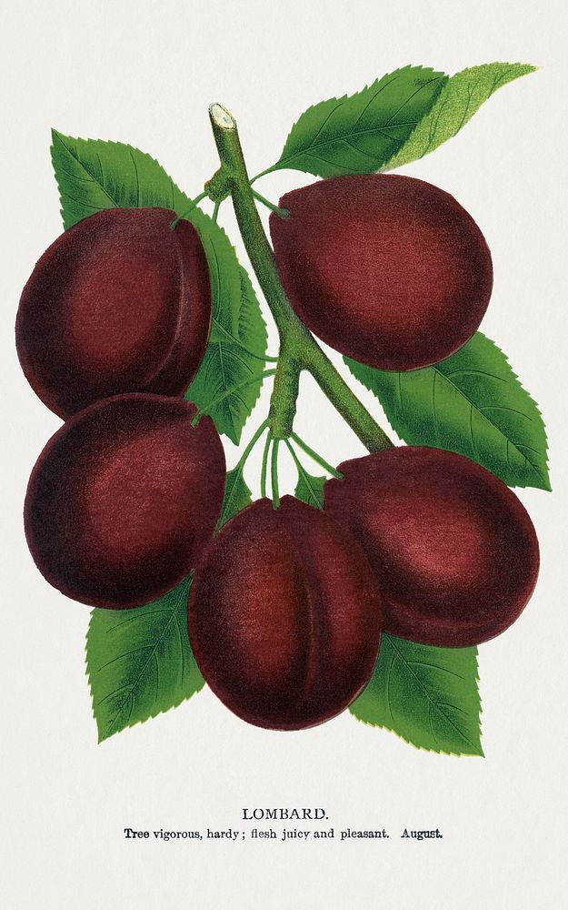Lombard plum lithograph. Digitally enhanced from our own original 1900 edition plates of Botanical Specimen published by…