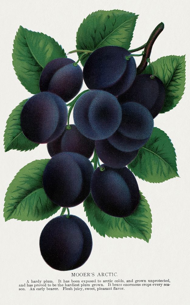 Mooer's Arctic plum lithograph from Botanical Specimen published by Rochester Lithographing and Printing Company. Digitally…