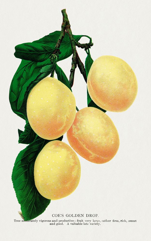 Coe's Golden Drop plum lithograph.  Digitally enhanced from our own original 1900 edition plates of Botanical Specimen…