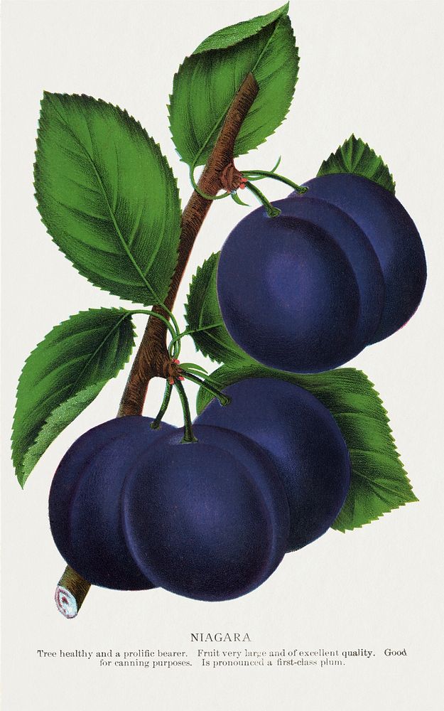 Niagara plum lithograph.  Digitally enhanced from our own original 1900 edition plates of Botanical Specimen published by…