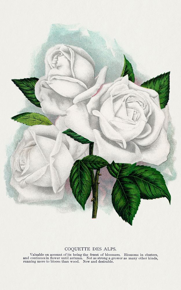 White rose, Coquette Des Alps lithograph.  Digitally enhanced from our own original 1900 edition plates of Botanical…