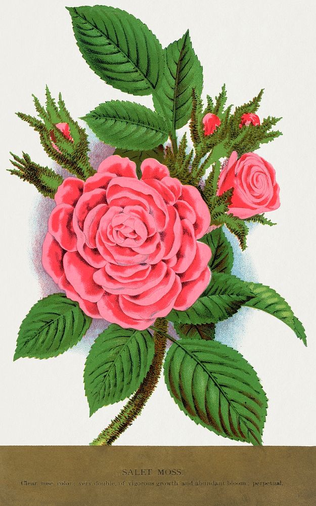 Pink rose, Salet Moss lithograph.  Digitally enhanced from our own original 1900 edition plates of Botanical Specimen…