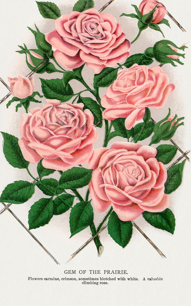 Pink rose, Gem of the Prairie lithograph.  Digitally enhanced from our own original 1900 edition plates of Botanical…