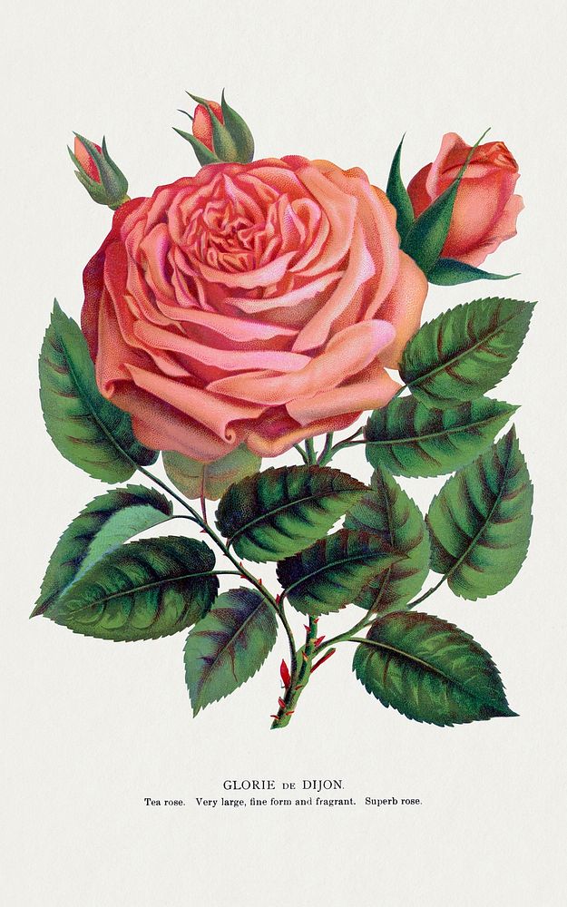 Pink rose, Glorie de Dijon lithograph.  Digitally enhanced from our own original 1900 edition plates of Botanical Specimen…