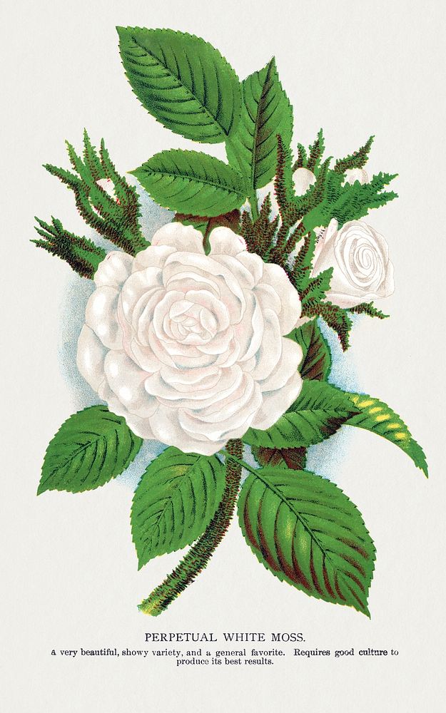 Rose, Perpetual White Moss lithograph.  Digitally enhanced from our own original 1900 edition plates of Botanical Specimen…