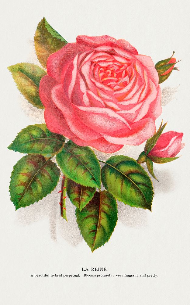 Pink rose, La Reine lithograph.  Digitally enhanced from our own original 1900 edition plates of Botanical Specimen…