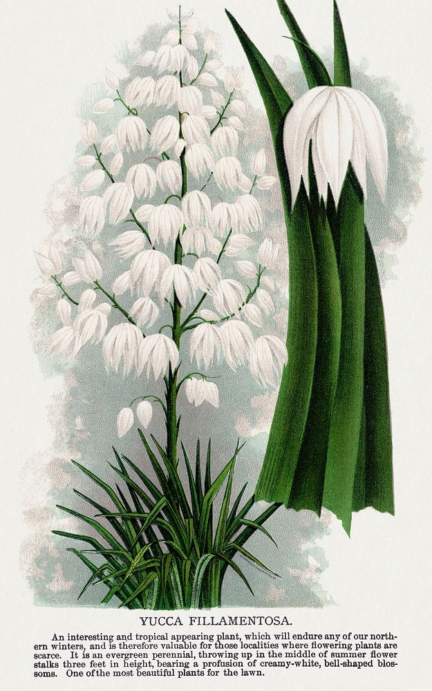 Yucca Fillamentosa flower lithograph.  Digitally enhanced from our own original 1900 edition plates of Botanical Specimen…
