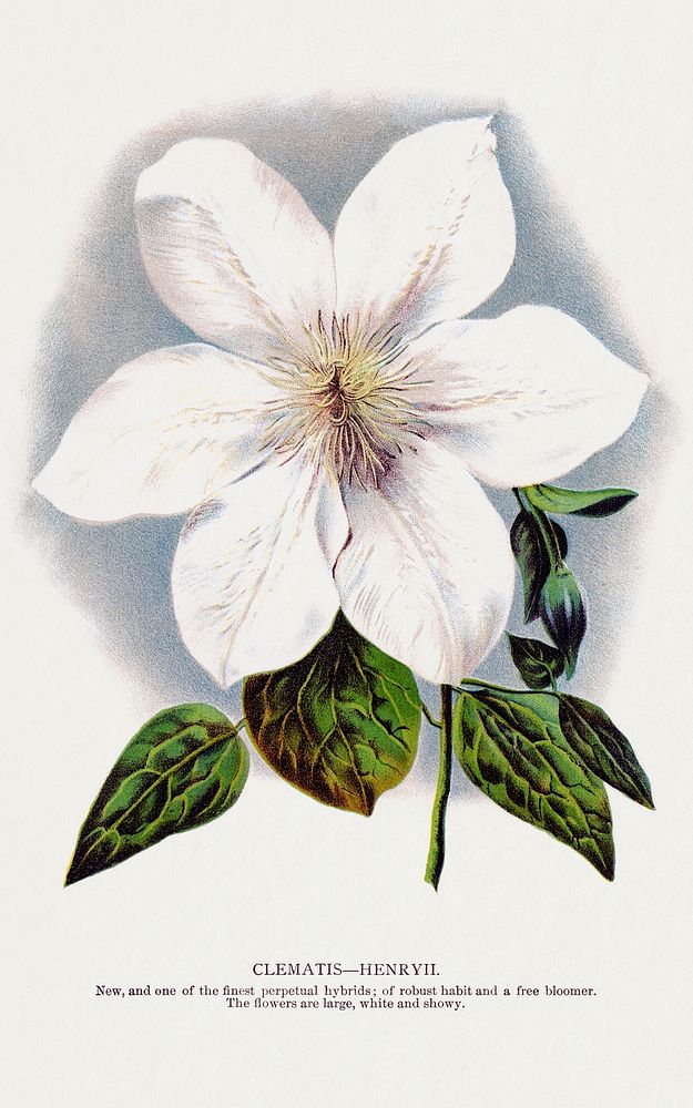 Clematis flower lithograph.  Digitally enhanced from our own original 1900 edition plates of Botanical Specimen published by…