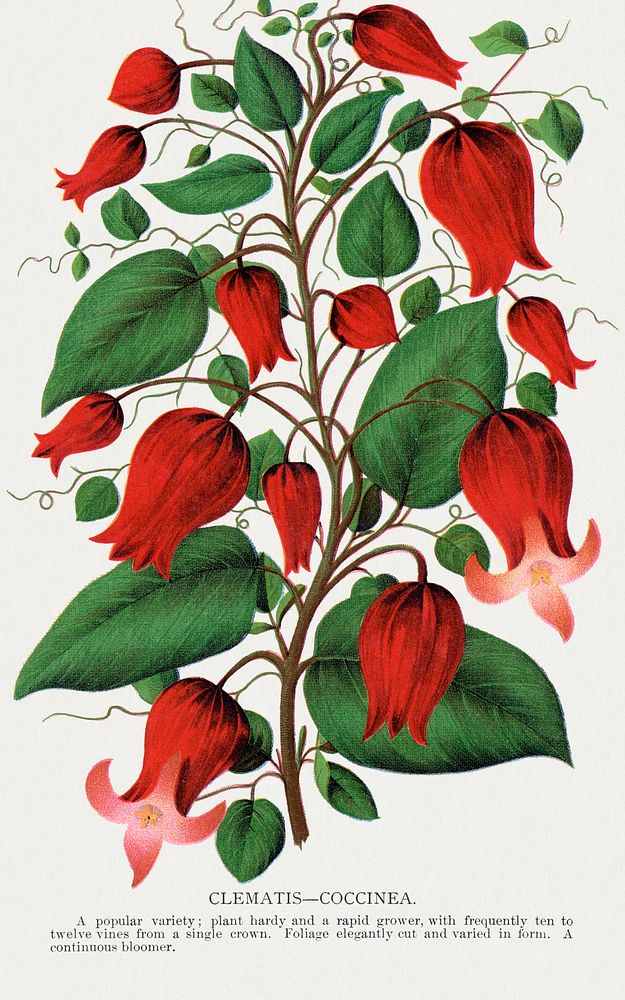 Red flower, Clematis Coccinea lithograph. | Free Photo Illustration ...