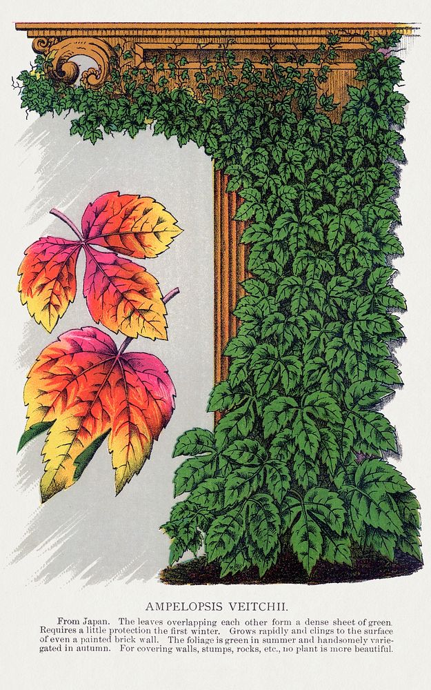 Amelopsis Veitchii ivy lithograph.  Digitally enhanced from our own original 1900 edition plates of Botanical Specimen…