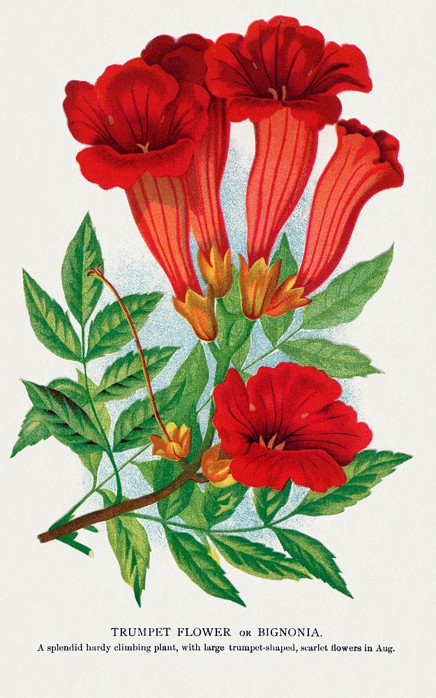 Trumpet flower lithograph.  Digitally enhanced from our own original 1900 edition plates of Botanical Specimen published by…