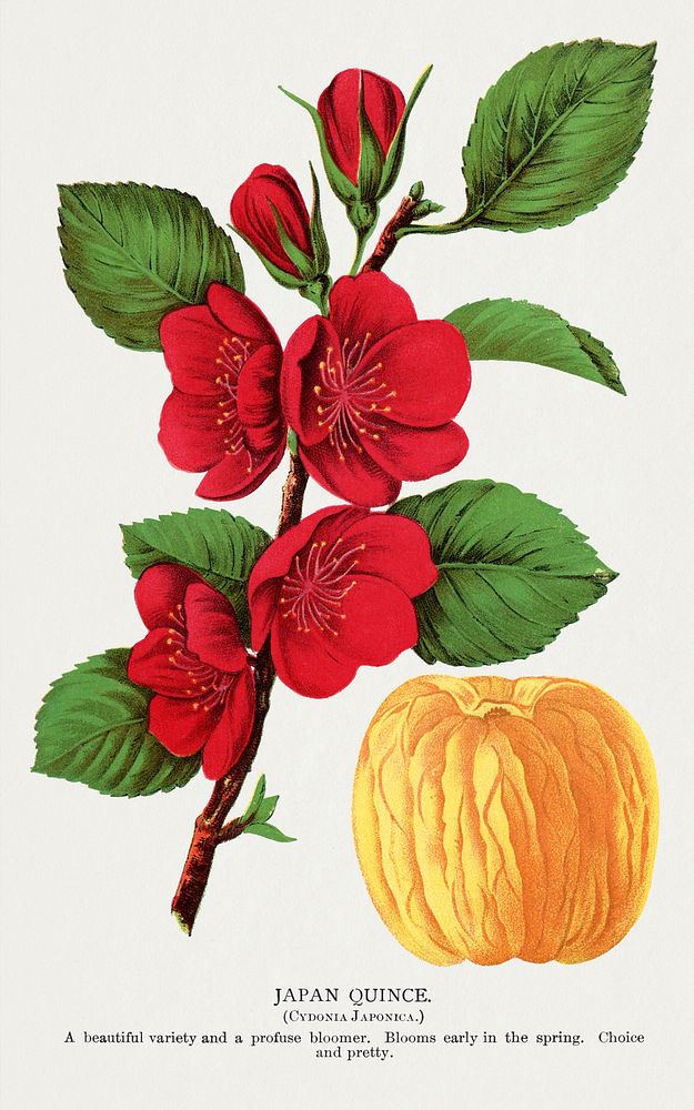 Japan Quince tree lithograph.  Digitally enhanced from our own original 1900 edition plates of Botanical Specimen published…