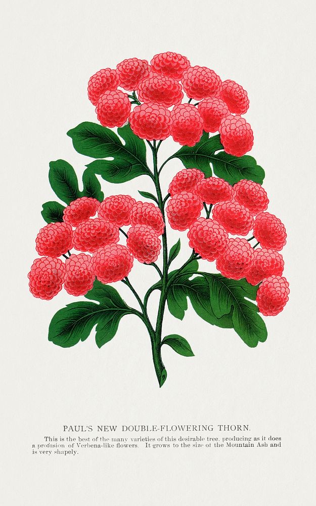 Paul's New Double Flowering Thorn lithograph.  Digitally enhanced from our own original 1900 edition plates of Botanical…