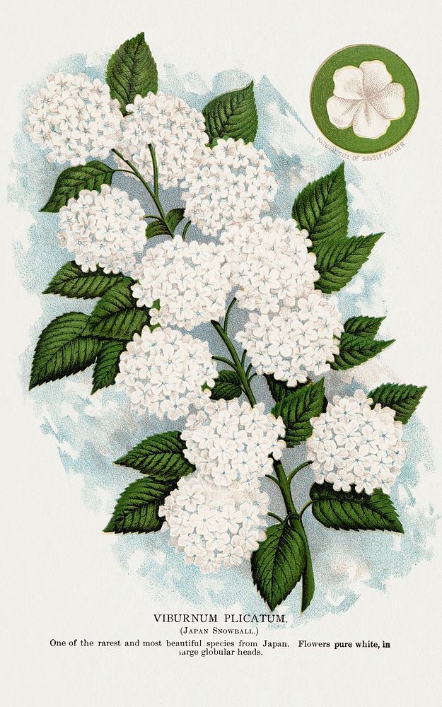 Japanese snowball flower lithograph.  Digitally enhanced from our own original 1900 edition plates of Botanical Specimen…