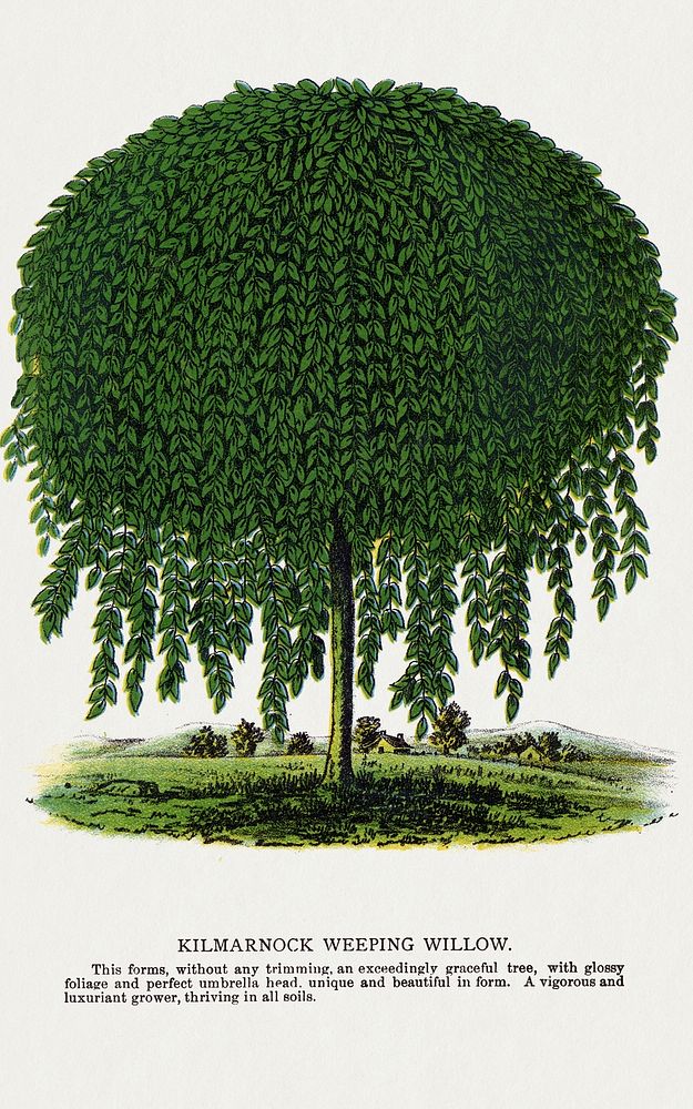 Kilmarnock Weeping Willow tree lithograph.  Digitally enhanced from our own original 1900 edition plates of Botanical…
