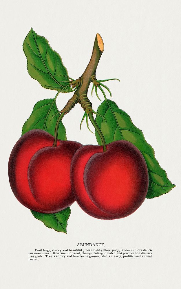 Abundance plum lithograph.  Digitally enhanced from our own original 1900 edition plates of Botanical Specimen published by…