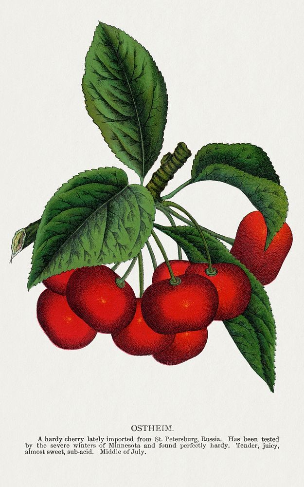 Ostheim cherry lithograph.  Digitally enhanced from our own original 1900 edition plates of Botanical Specimen published by…